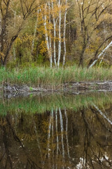 Beautiful nature, autumn landscape in Ukraine. Trees, reeds are reflected in the lake.