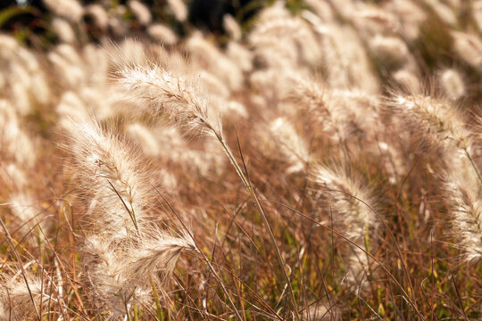 Beautiful stipa grass seedheads blowing in the breeze in Essaouira, Morocco. nautral Golden, long fluffy grasses, Closeup macro, North African, Mediterranean Flora