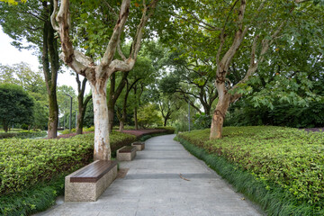 A tranquil paved pathway, lined with large mature trees and bordered by meticulously trimmed hedges, invites leisurely strolls through the landscaped urban park with seating bench.