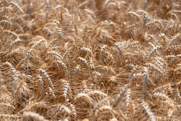 Naklejka premium Countryside farming. Barley grain spikelet. Wheat ears background. Ripe barley field. Barley grain harvest. Crop harvest in summer. Harvesting techniques. Agriculture field with ripe wheat harvest