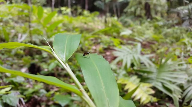 Cryptus viduatorius, Phytodietus gelitorius, Phytodietus polyzonius, Phytodietus coryphaeus, Phytodietus carinatus, Phytodietus coxator, Schlupfwespen, Ichneumonidae, Homotherus locutor, Cylloceriinae