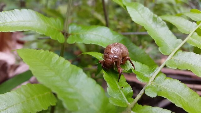 4K video of cicada shells. Cicada larva skin shell, Cicada, locust shell, empty hanging on branch. A cicada larva and an exuvia the empty &ldquo;shell&rdquo; after the insect emerges. dog day cicadas, cicadae