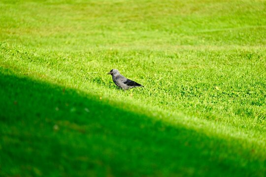 Eurasian jackdaw in morning sun in Rena park