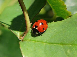 Seven-spot ladybird beetle (Coccinella septempunctata) with a heart-shaped central spot