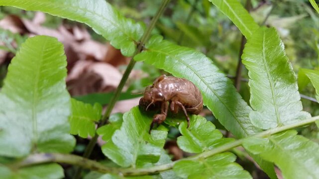 Aesthetic footage of giant cicada (Insect Tauletes) shell on green leaf. Focus on foreground. 4k footage. Perfect for documentary about beauty in tropical rainforest.