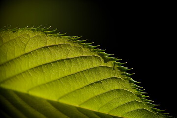 Closeup of a leaf.