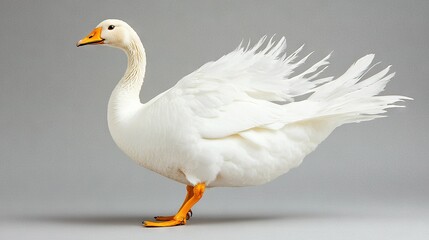 Fototapeta premium White duck with orange feet, wings spread, head turned on gray surface
