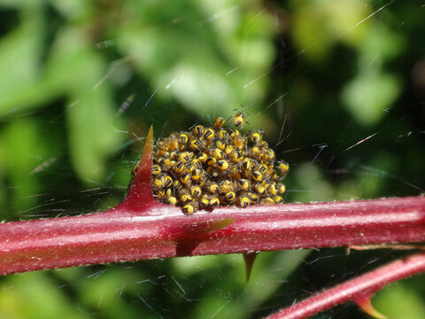 Garden spider (Araneus diadematus), also known as cross orbweaver and crowned orb weaver, cluster of spidelings on a red thorny twig
