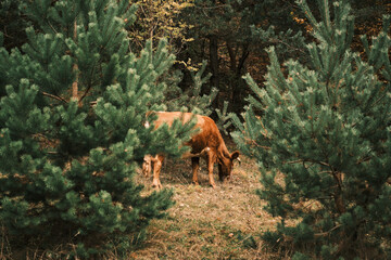 A lone cow grazes peacefully in a serene forest clearing, partially hidden amongst lush evergreen trees. The tranquil scene evokes a sense of nature's quiet beauty. Romania. Carpathian Mountains
