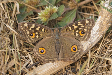 Lemon Pansy butterfly, (Junonia lemonias), basking, Bharatpur, Dehli, India.