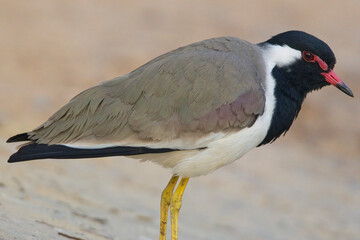 Red-wattled Lapwing (Vanellus indicus), adult standing very close, Bharatpur, Dehli, India.