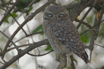 Spotted Owlet (Athene brama), roosting in a tree, very close, Uttarakhand, India.