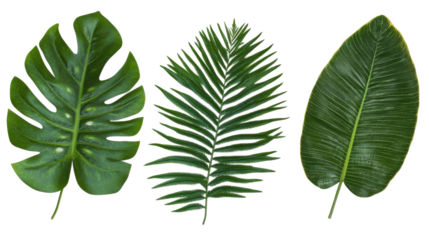 Tropical Plant Leaves Collection Featuring Monstera Palm and Fern Generative AI