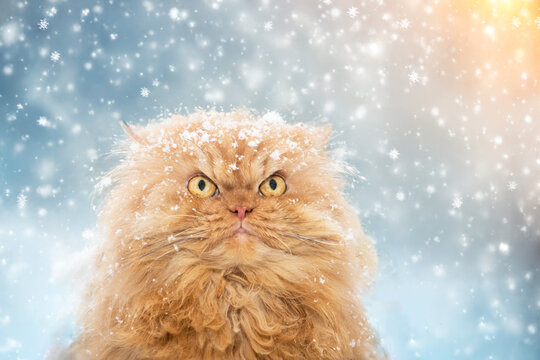 A fluffy ginger cat with snow on its fur stares intently amidst a snowfall, capturing a cozy and humorous winter scene.
 - Powered by Adobe