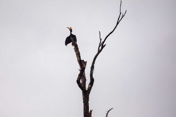 Rhinoceros Hornbill