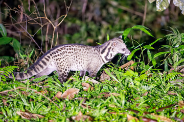 Malay civet at night
