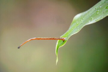 Tiger Leech close up