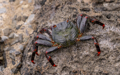 crab on a rock