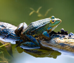Żaba Jeziorakowa - Pelophylax  esculentus