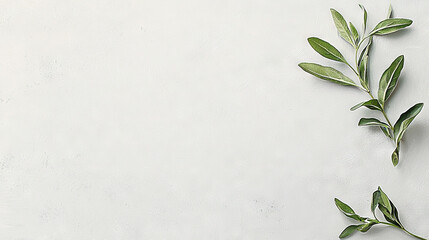  An olive tree branch on a white background with space for text or image for card or brochure design