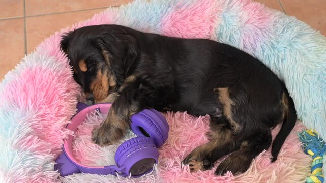 Adorable English Cocker Spaniel Puppy Sleeping with Headphones Cozy Pet Moment. Heartwarming footage of an English Cocker Spaniel puppy peacefully sleeping a fluffy bed with headphones. 