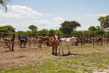 cattle in the kraal pen in africa, african village pen under the shade of acacia tree,