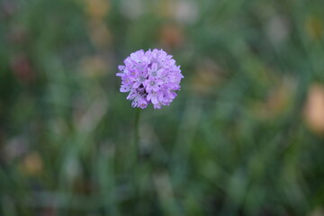 minimalist image of a carnation flower (Armeria maritima)