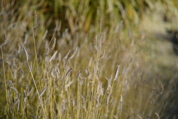 minimalist image of mosquito grass (bouteloua gracilis) during autumn