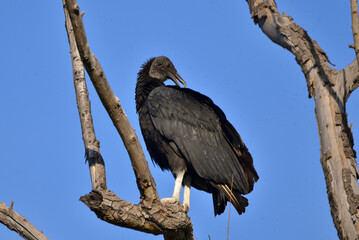 black-headed vulture (coragyps atratus), Argentine Patagonia