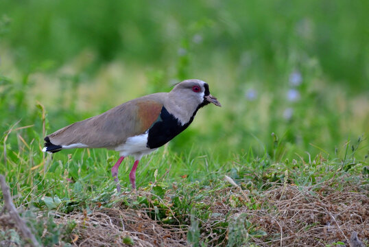 tero (vanellus chilensis), Argentine Patagonia