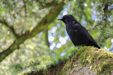 curious raven on a tree branch