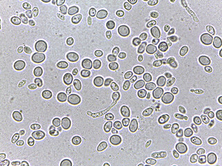 Microscopic View of Various Cells
