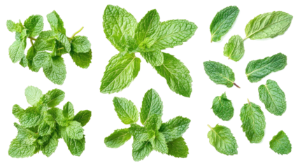 Fresh Mint Leaves Arranged in a Collection on a Transparent Background Generative AI