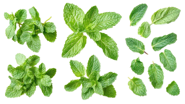 Fresh Mint Leaves Arranged in a Collection on a Transparent Background Generative AI