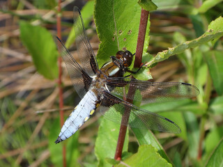 The broad-bodied chaser (Libellula depressa), male perching on a willow twig