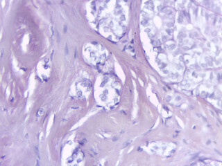 Microscopic View of Cellular Structures