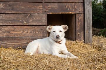 White dog lies on straw near the dog house