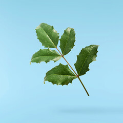 Fresh green Mahonia or oregon grape leaves falling in the air isolated on blue background