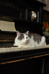 White cat with gray spots sits on a piano in an art workshop