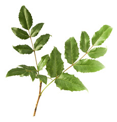 Fresh green Mahonia or oregon grape leaves falling in the air isolated on white background