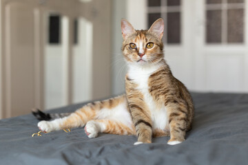 Tabby cat sitting on the bed in the bedroom