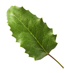 Fresh green Mahonia or oregon grape leaves falling in the air isolated on white background