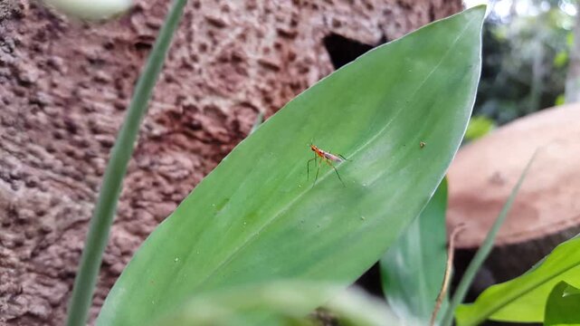 Aesthetic 4k footage, stilt-legged flies (micropezidae) on leaves. Perfect for documentaries in tropical rainforests and World Environment Day on June 5th.