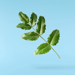 Fresh green Mahonia or oregon grape leaves falling in the air isolated on blue background