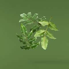 Fresh green Mahonia or oregon grape leaves falling in the air isolated on green background