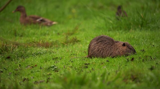 plan fixe d'un ragodin au centre, avec deux canards colvert en fond d'image au sol, et ses animaux quitteront la sc&egrave;ne pour une transition ad&eacute;quat pour un changement de plan