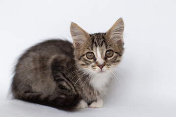 Fluffy tabby kitten lies on a white background