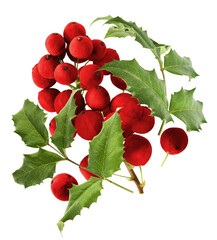 Fresh red Mahonia or oregon grape berries falling in the air isolated on white background