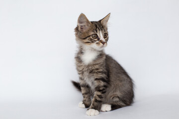 Fluffy tabby kitten sitting on a white background