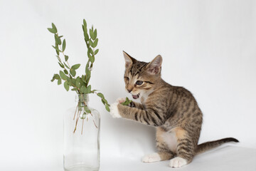 Tabby kitten playing with a branch with leaves